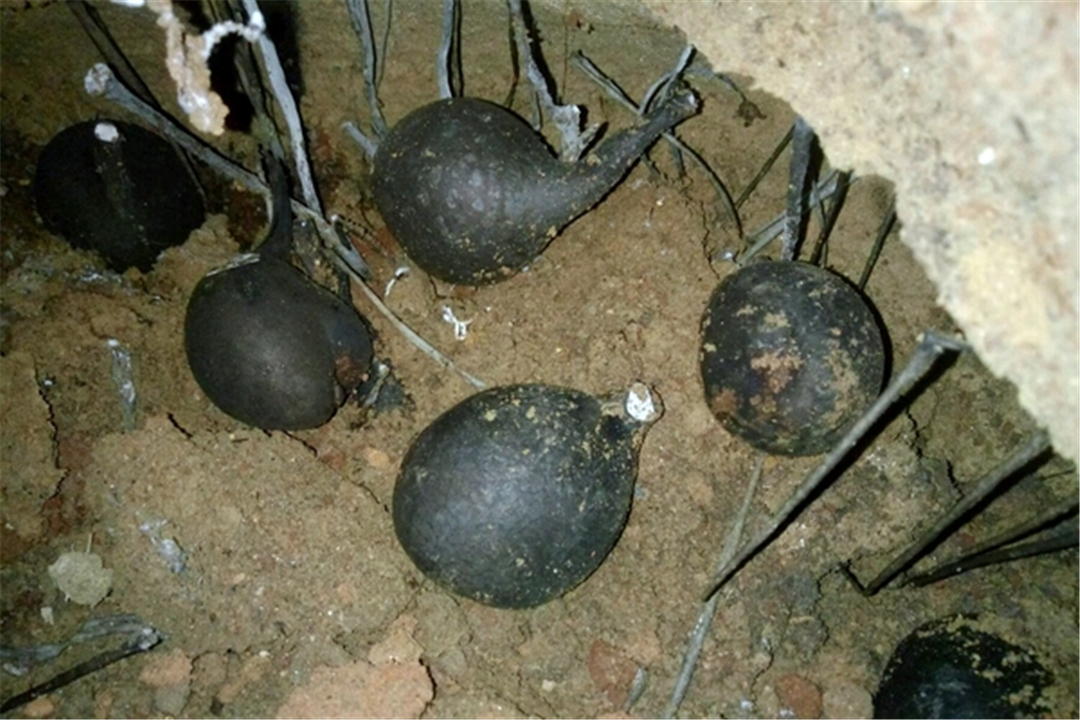 The fungus that grows in termite nests is more expensive than gold. Why are those who dig it unwilling to sell it?
