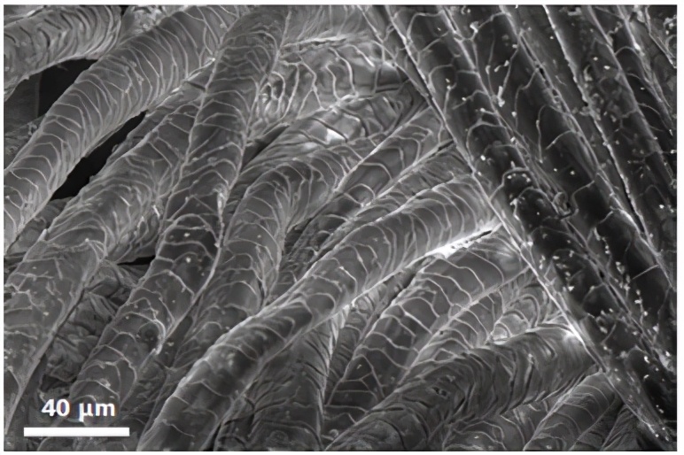 The magical micro world presented under the electron microscope - iNEWS