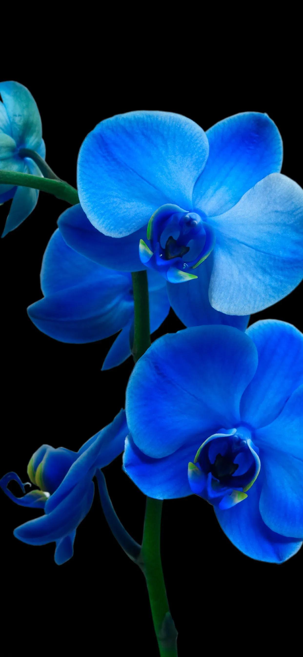 "Beautiful Flowers" Full Screen Mobile Wallpaper iNEWS