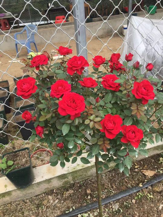 Balcony Mini Roses No. 4Dutch Balcony Series Roses iNEWS