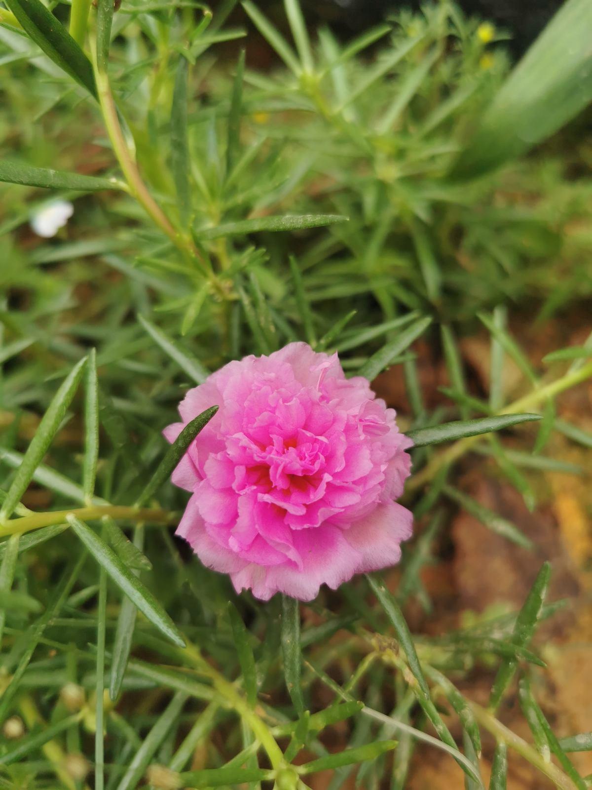 Common flowers, once they doublepetaled varieties, all of them