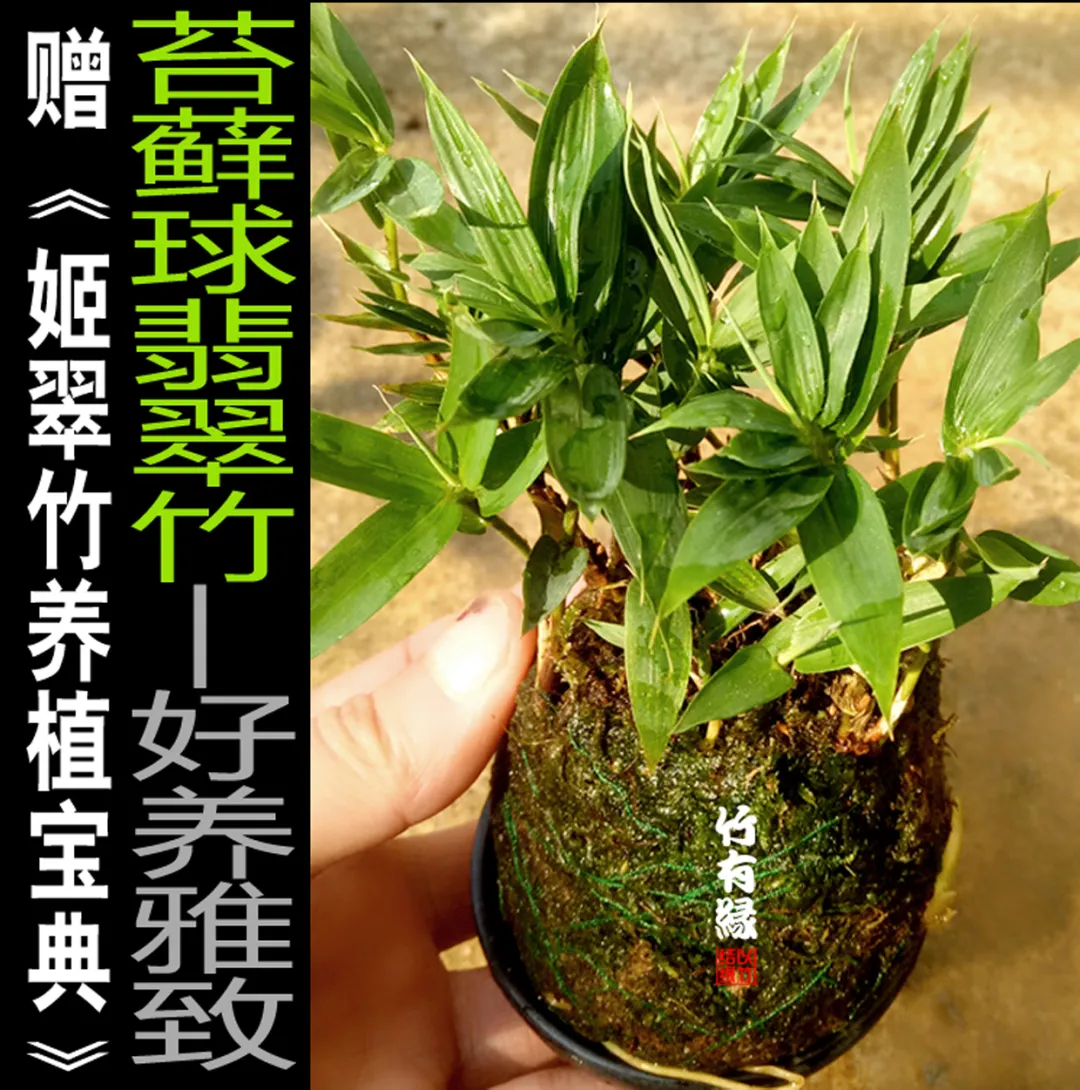 How can we grow small potted bamboos? iNEWS