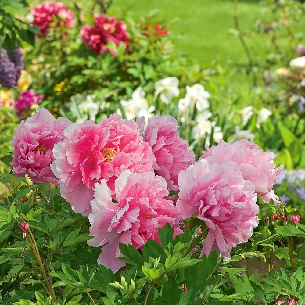 Guose Tianxiang peony, the king of flowers iNEWS