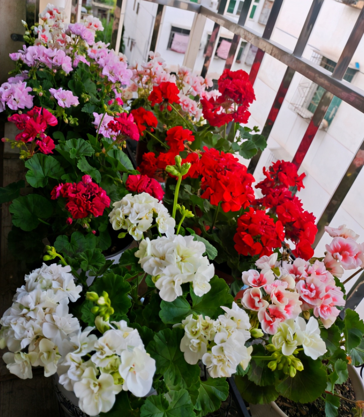 The temperature is higher than 35 degrees, these flowers will "sleep