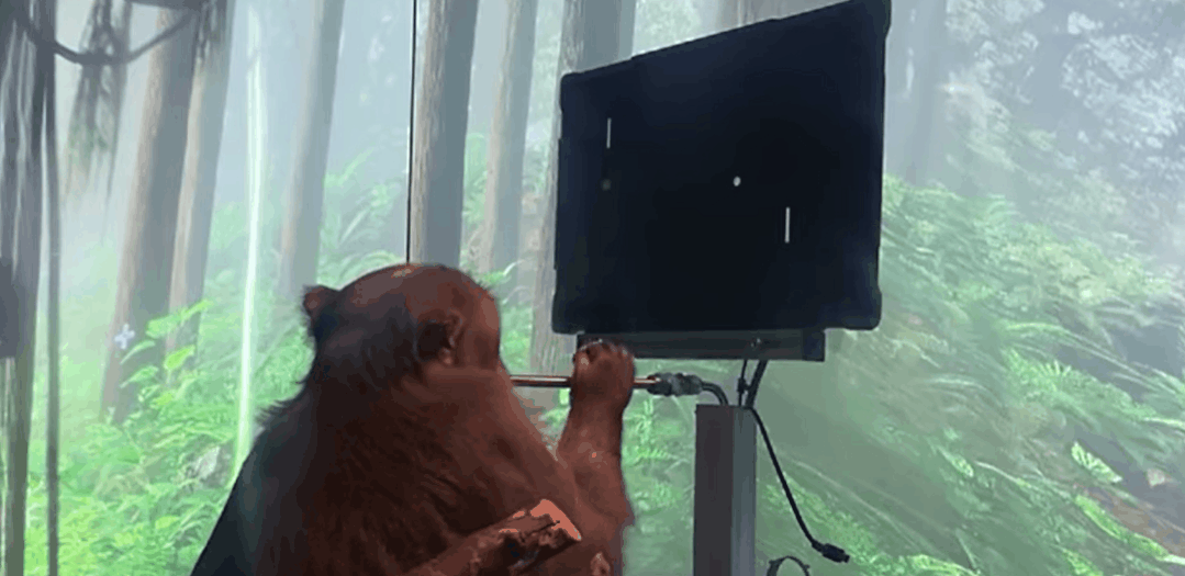 Musk's latest breakthrough in brain-computer interface: monkeys play ...