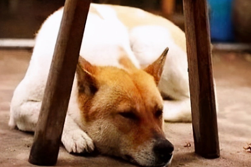 Why is the Chinese Country Dog banned iNEWS