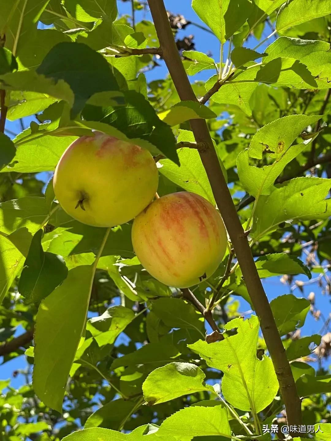 Journey to the West Decryption 13 Why Taizong Li Shimin thanked him