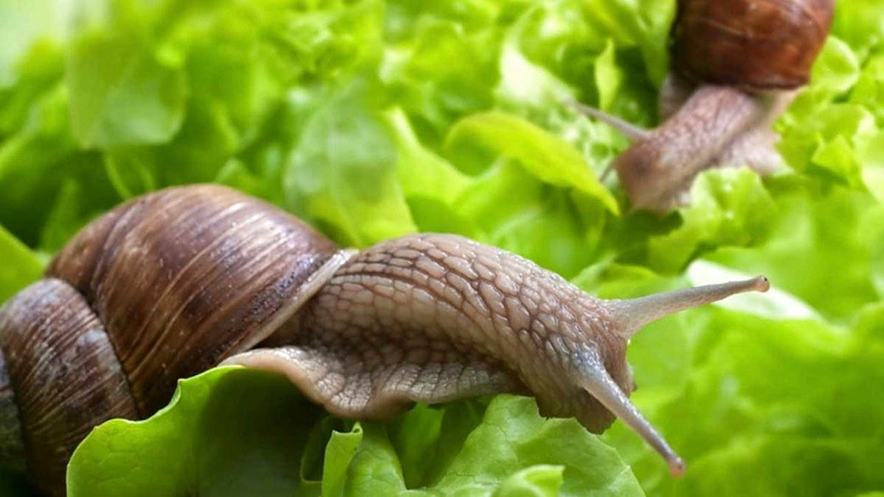 How does salt kill snails?Does it really feel painful? iNEWS