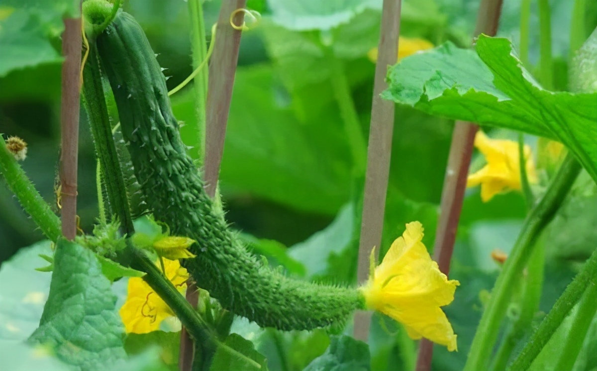 Cucumber tastes bitter and astringent. What causes it? Will it affect