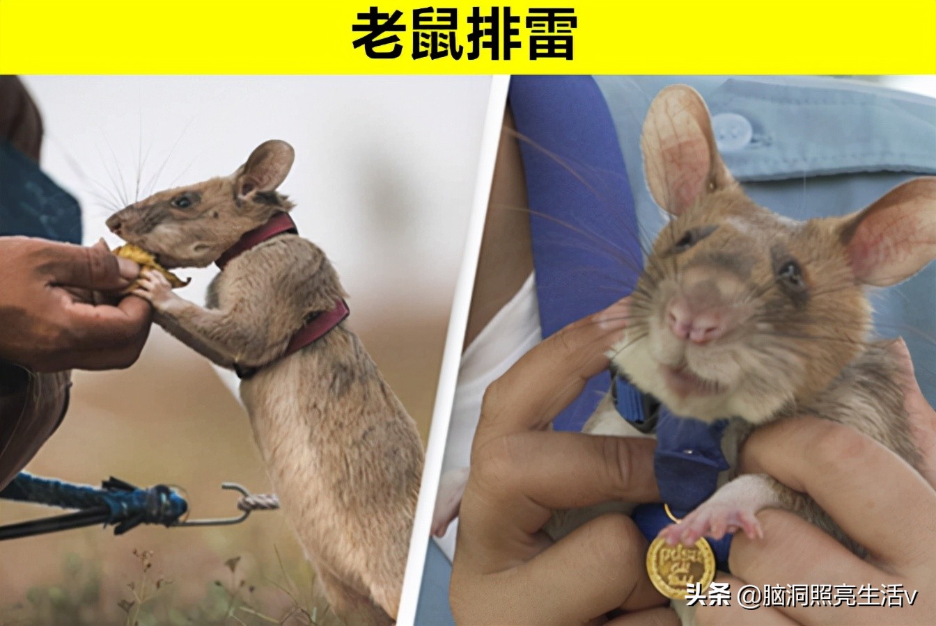 A superhero in the animal kingdom?7 animals that have won the highest ...