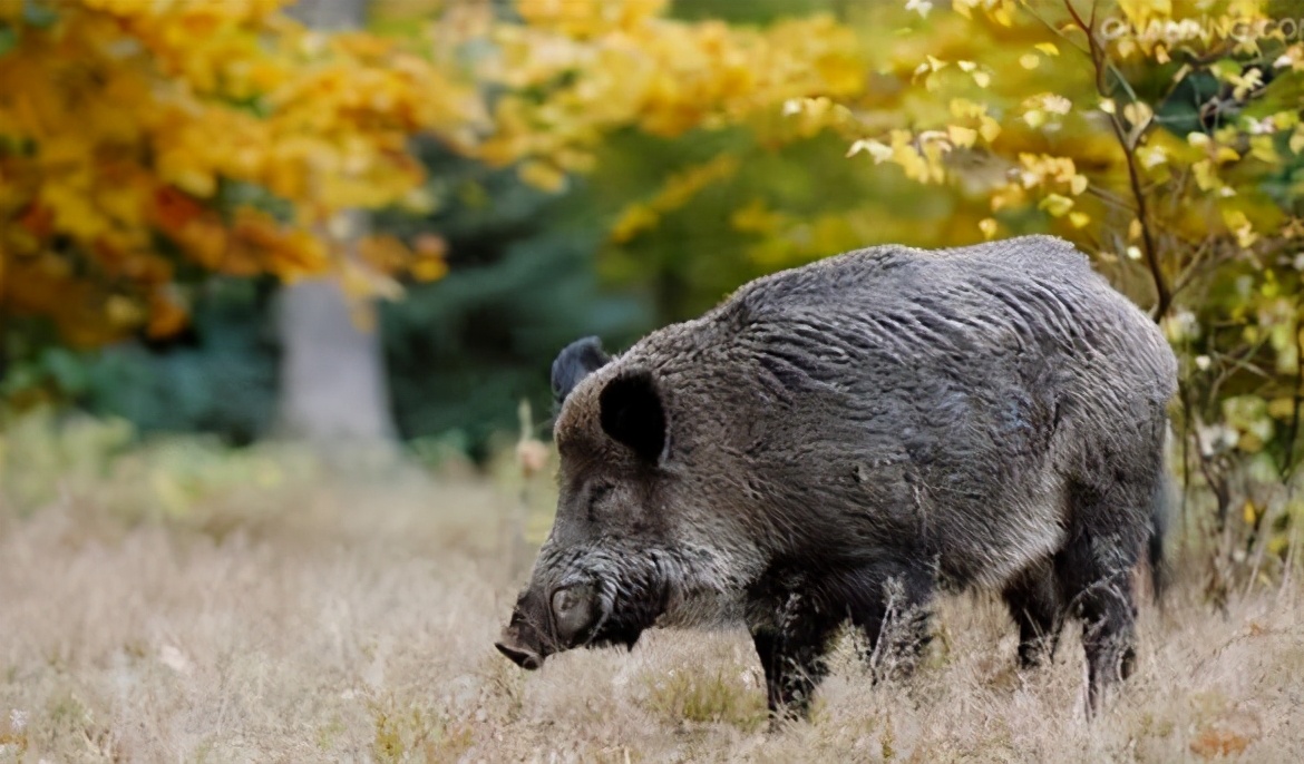 Wild boars are rampant in the United States, losing 1.5 billion U.S ...