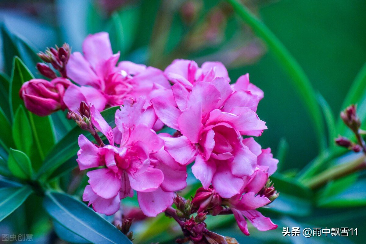 Flowering and fragrant oleander: The leaves are like bamboo and flowers ...