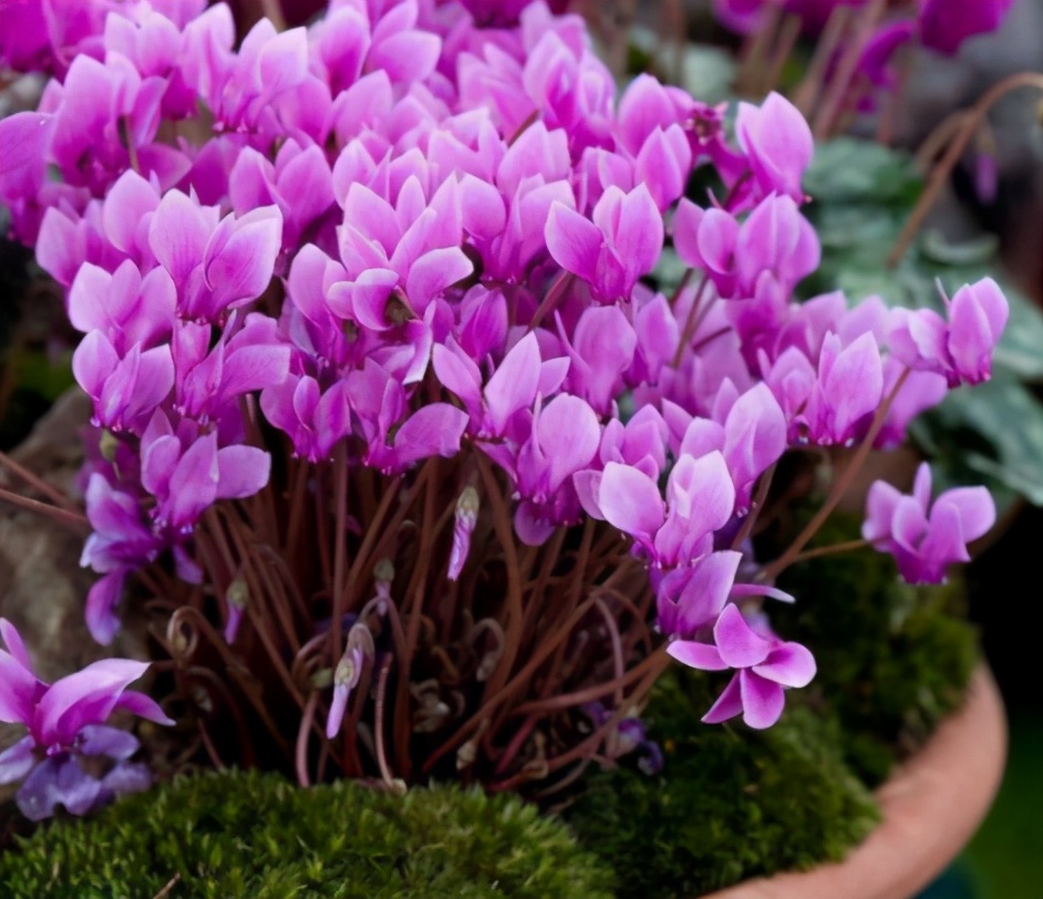 When buying flowers in the market, you must remember the "four not to buy". It is very easy to