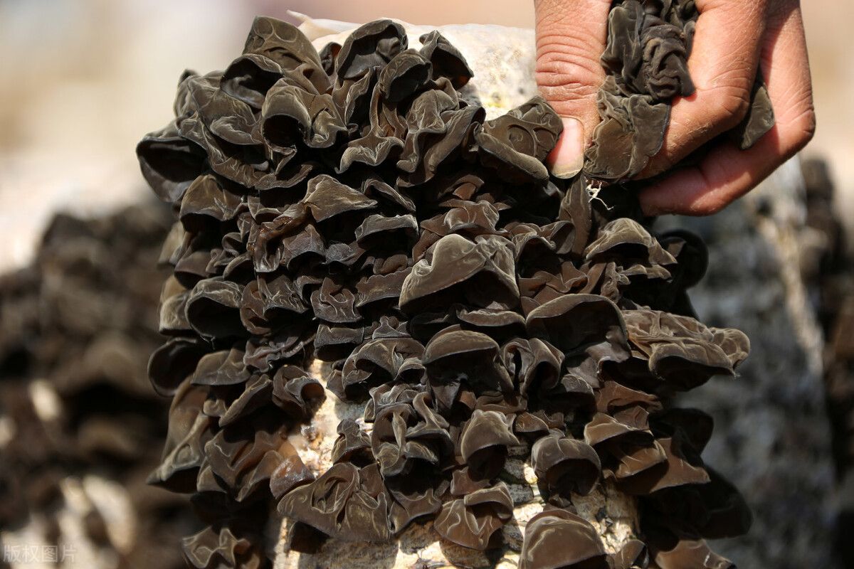 Black fungus is delicious, don't boil it directly, teach you the