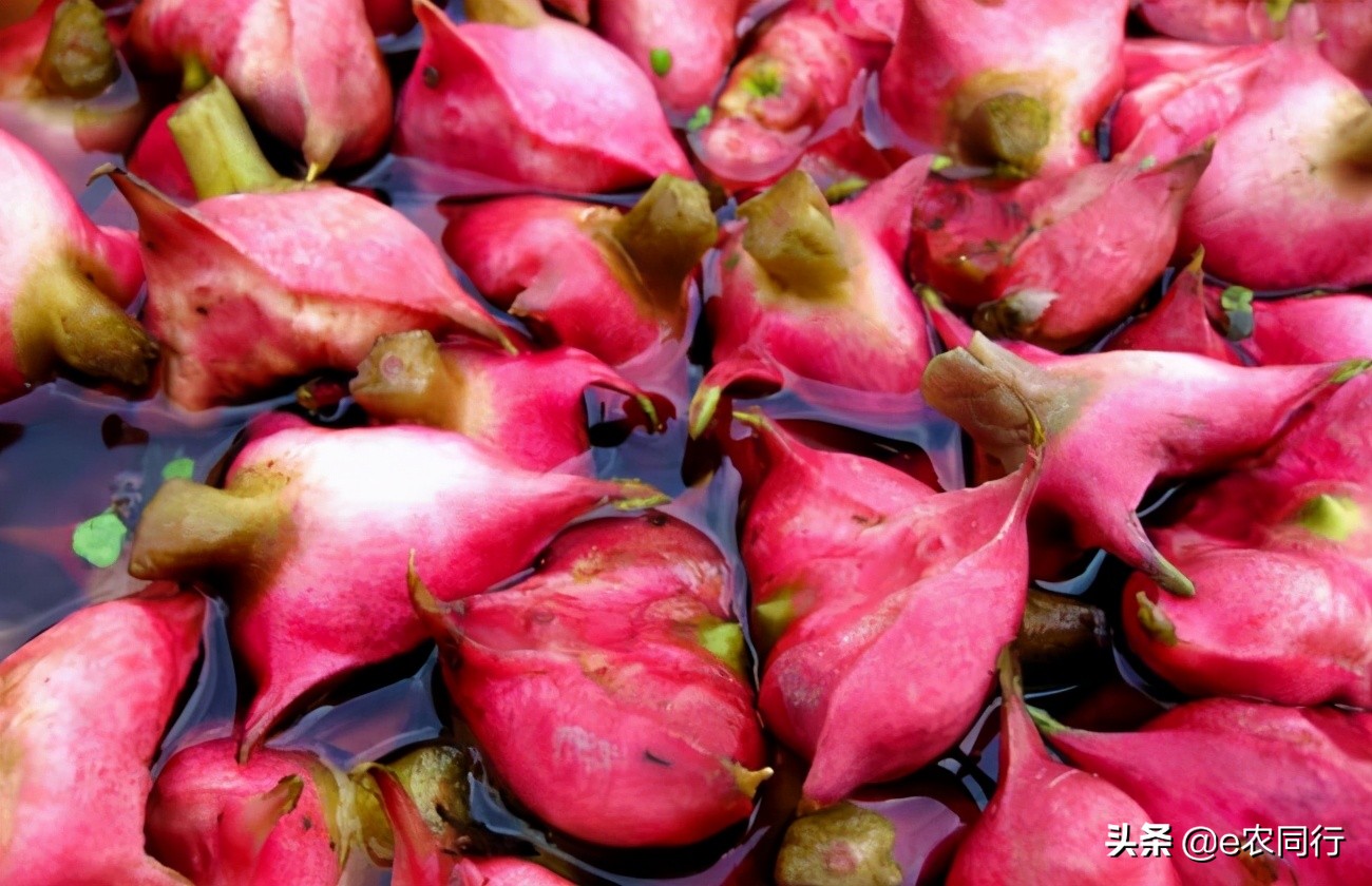 Water chestnut cute, love only has a head iNEWS