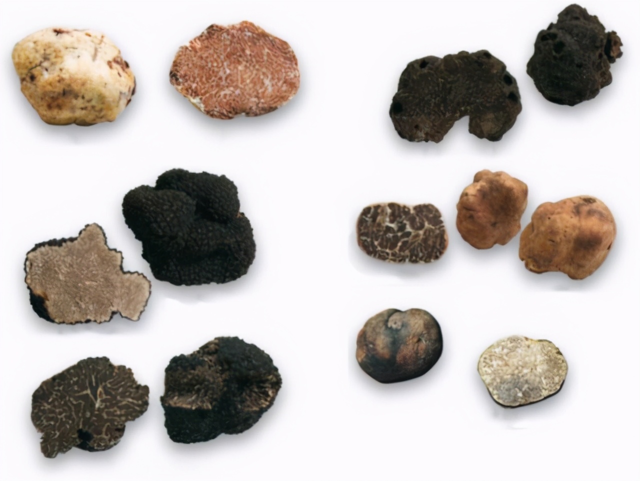 Truffles mushrooms that make people crazy, make sows estrus, make dogs