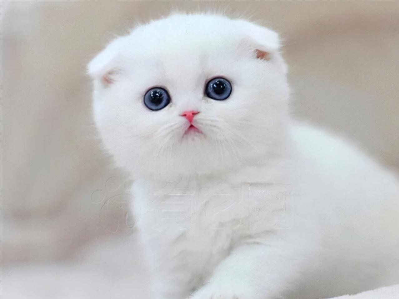 What cat food is better for Scottish Folds? iNEWS