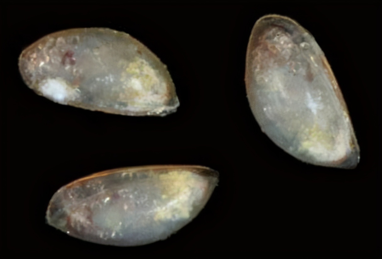 Whales usually have a lot of barnacles on their bodies. Why are sharks