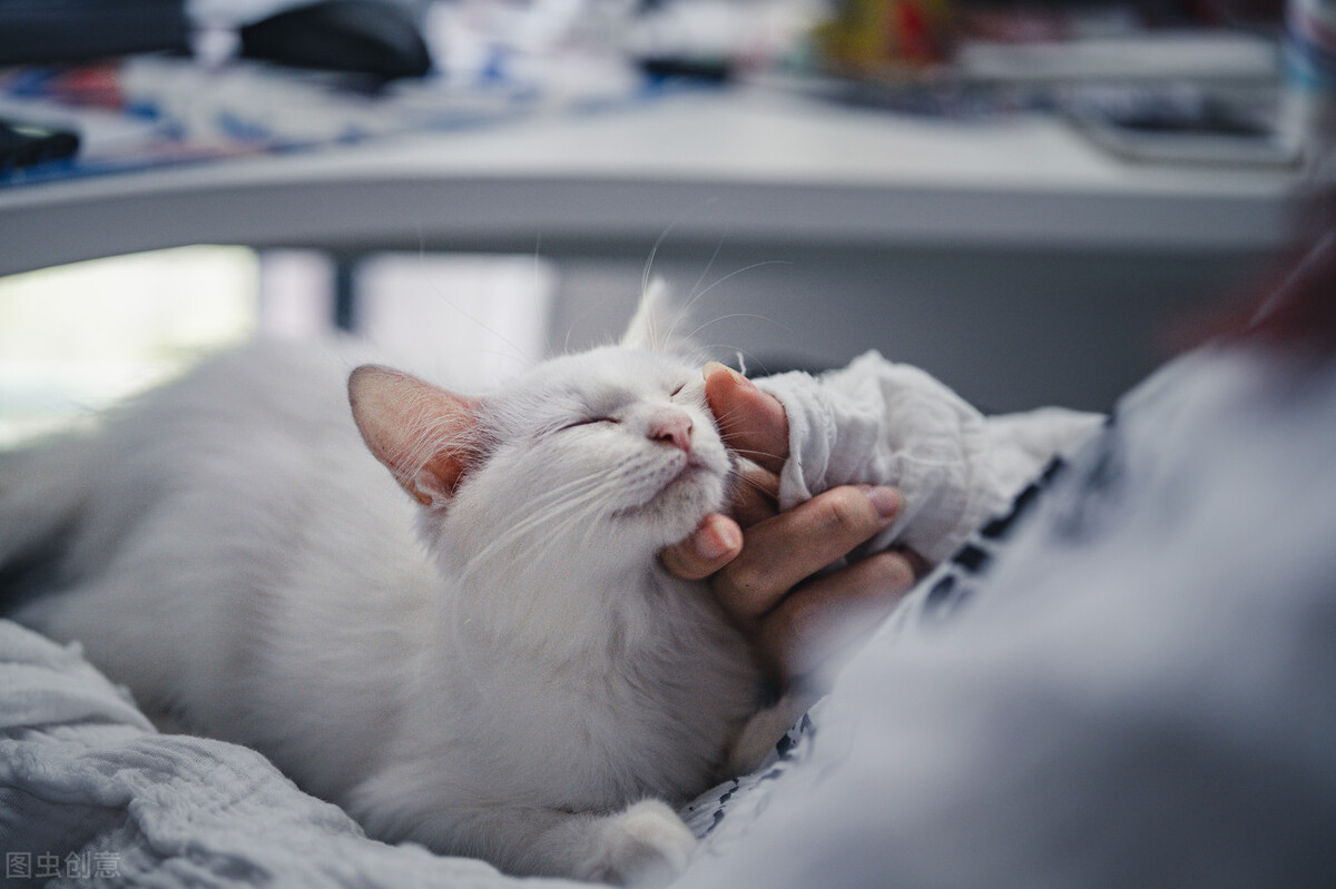 How much does it cost to cremate a cat in Shanghai? iNEWS