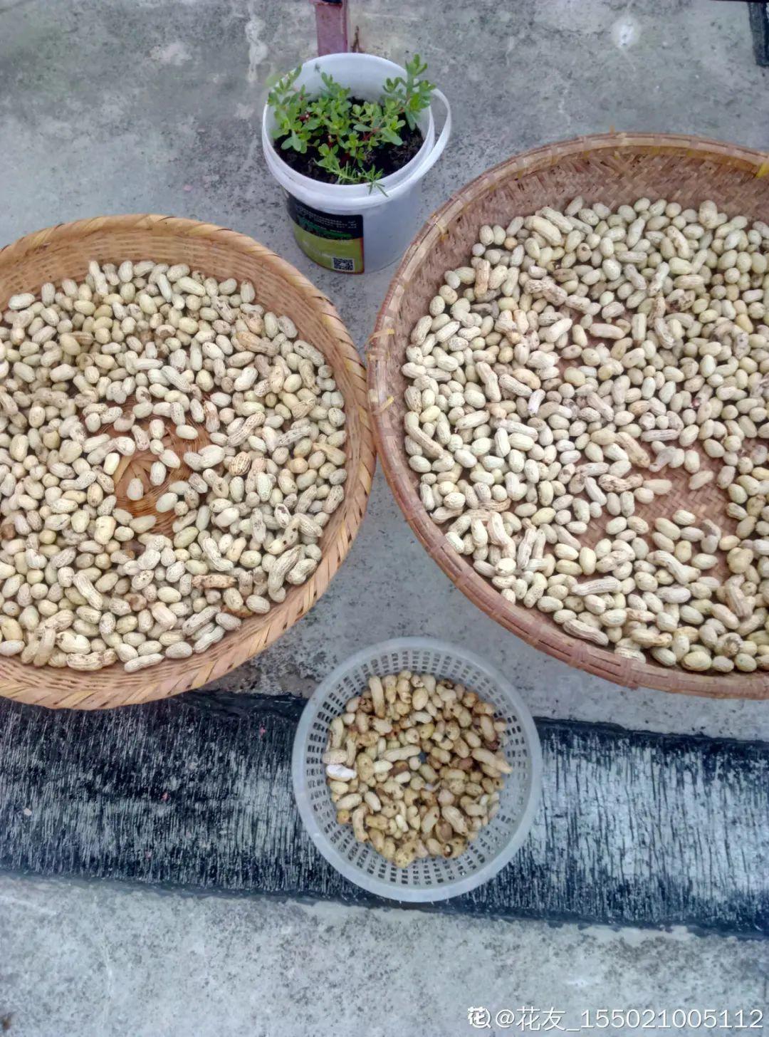 Peanuts and melon seed shells are made into nutrient soil to grow