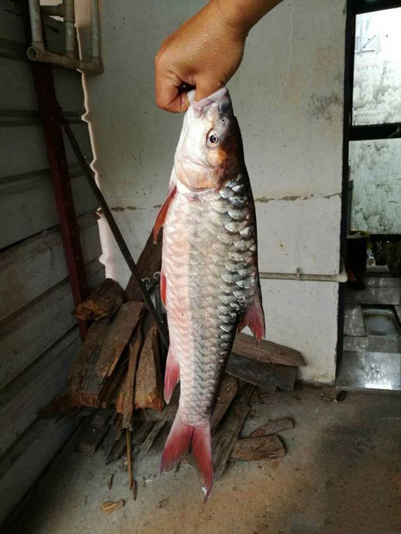 中国结鱼吉罗鱼红翅膀鱼