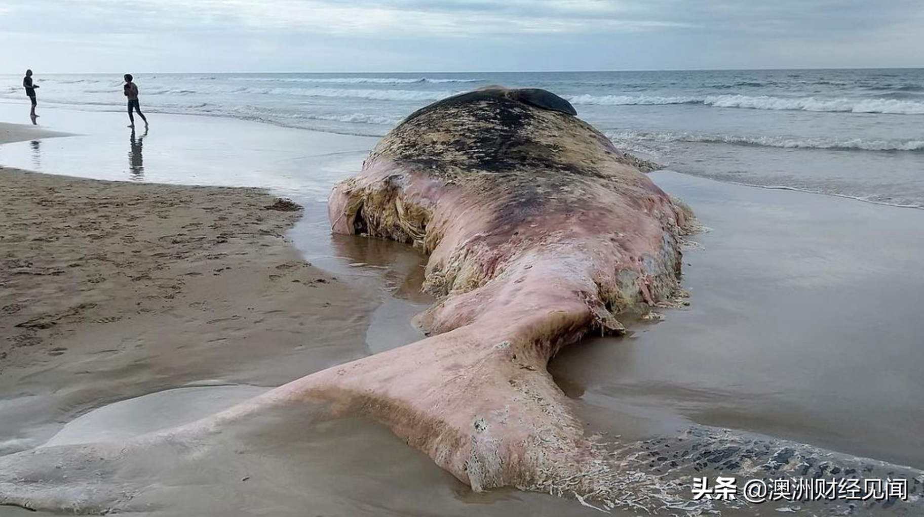 抹香鲸尸体搁浅！维州Lorne附近海滩鲨鱼出没次数增加！