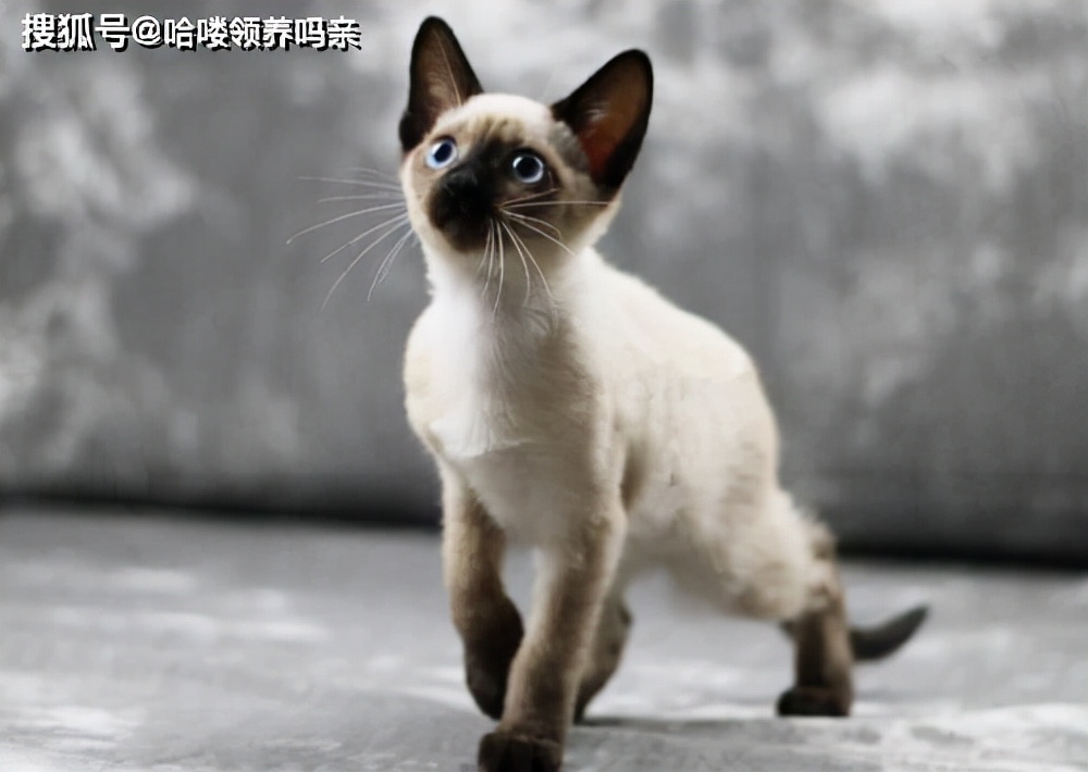 Cat Chameleon Why does Siamese cat change color?This is the most