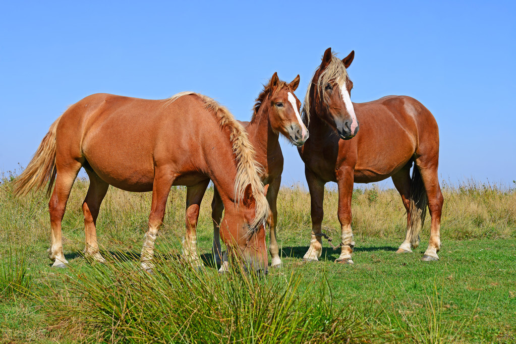 Can horse meat be eaten?Why is it more expensive than beef?Many people ...