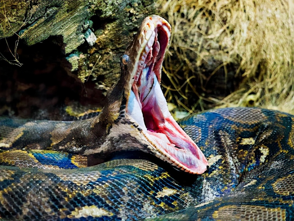 Snake soaked in the wine for 12 months, burst out after opening the