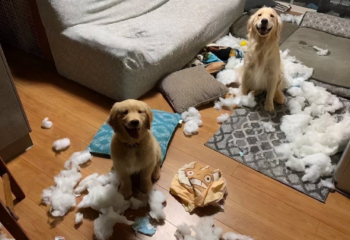 Is golden retriever easy to raise?What are the advantages and