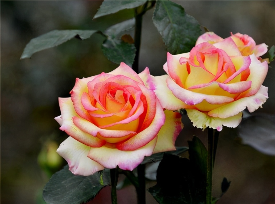 The "most expensive" rose flower, with large flowers, bright colors and