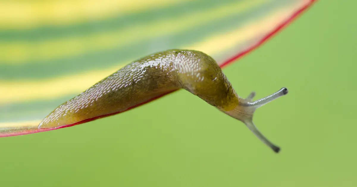 How does salt kill snails?Does it really feel painful? iNEWS