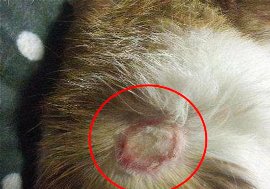 Take your cat seriesdiagnosis and treatment of cat moss iNEWS