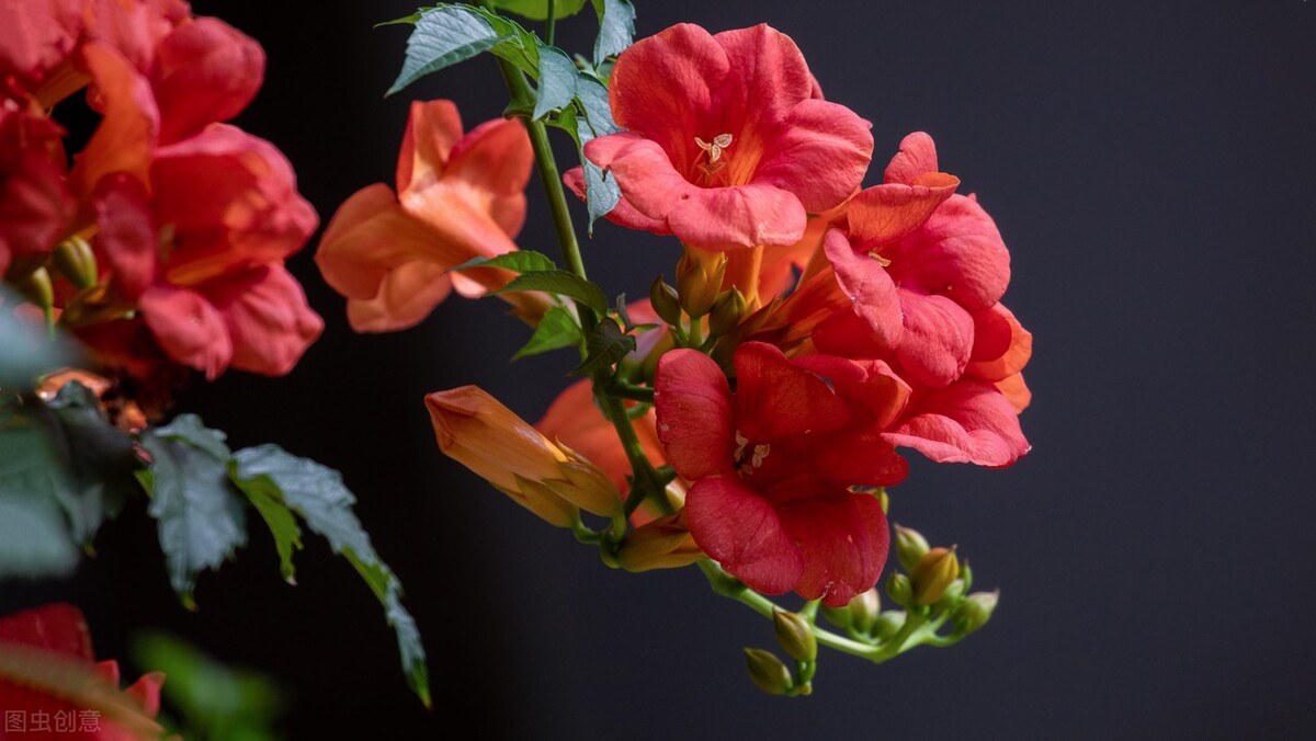 The list of flowers and plants that won't die at minus 20 degrees, planted in the northern