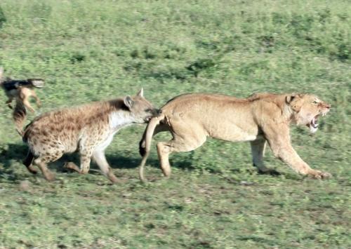 African hyenas often provoke lions. Why do lions kill but not eat? I