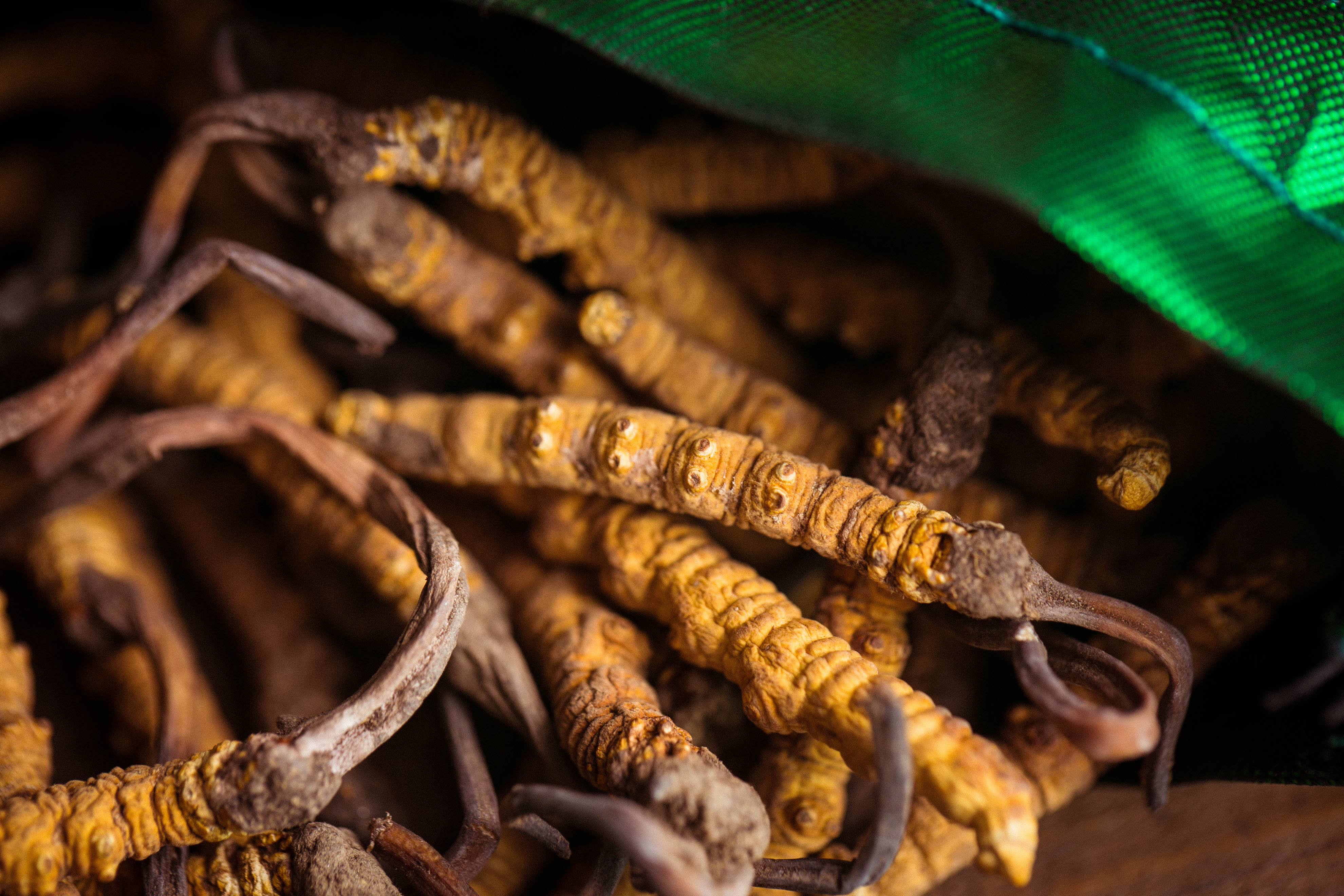 Cordyceps has high value, how to eat it best?This article teaches you