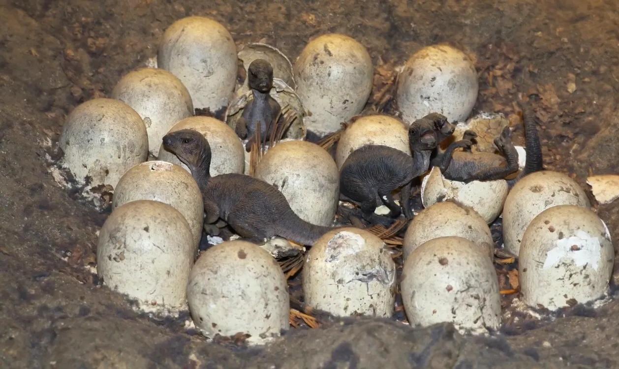 Scientists will "resurrect" the dinosaur through engineering