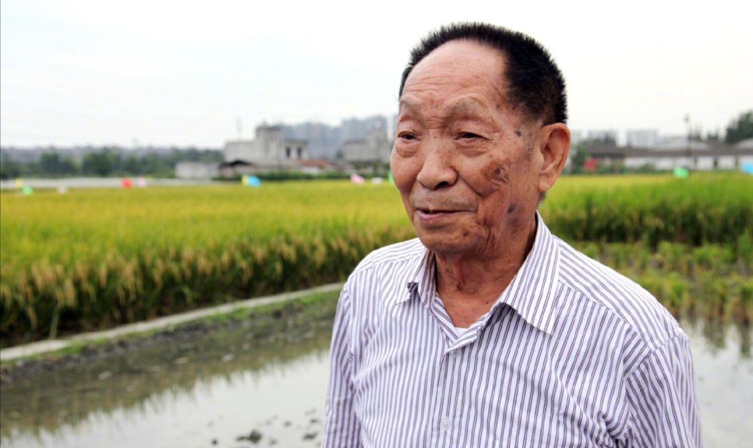 Yuan Longping's rice is well known, but what about Yang Zhenning's? - iNEWS