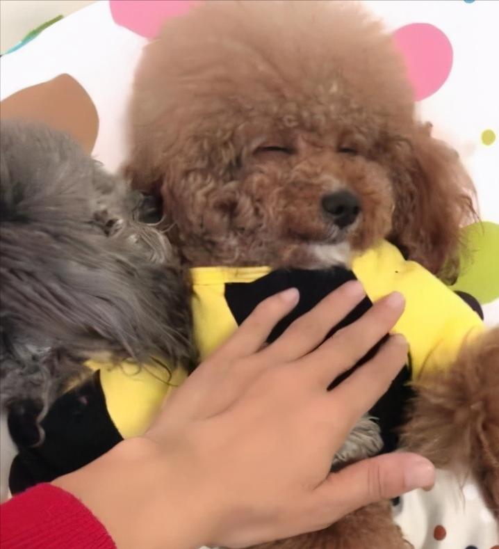 Why does Teddy "not sleep in the kennel" and like to sleep with you