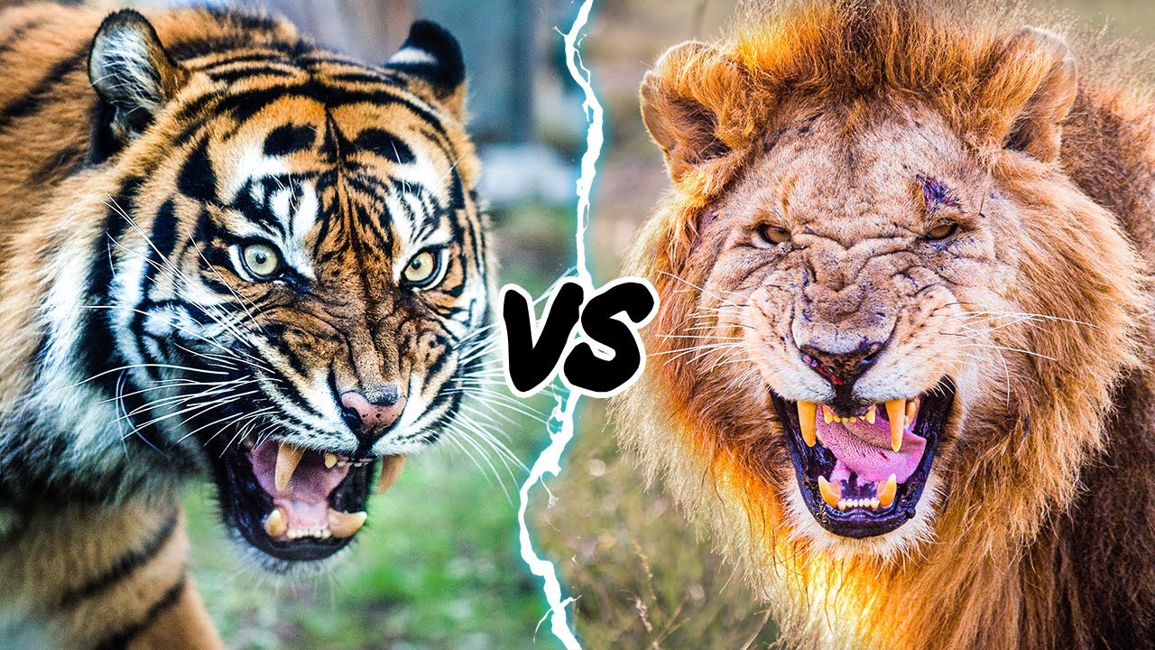 Siberian Tiger Vs Barbary Lion Who Is The Strongest On The Surface