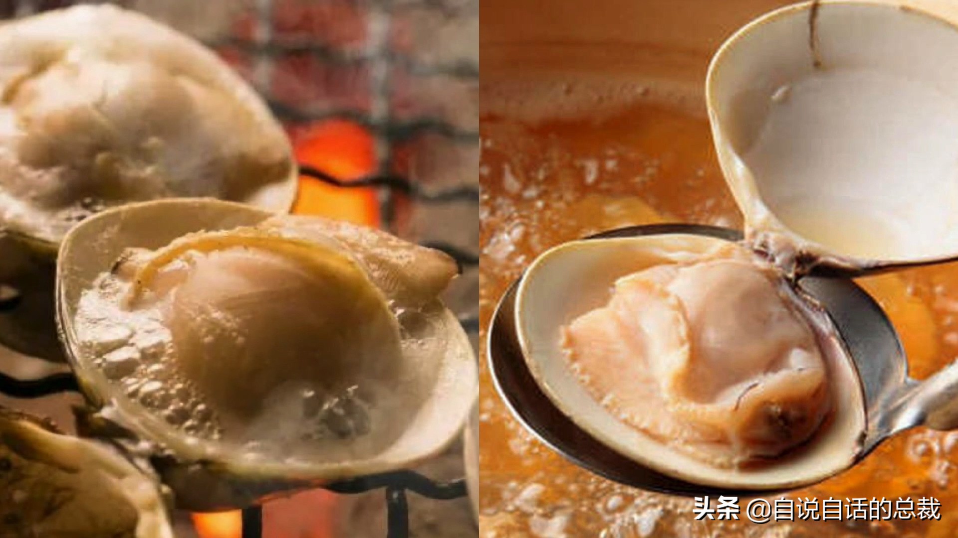 What is the difference between clams, cockles, clams, oysters, and