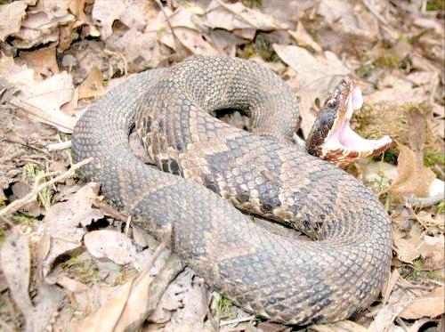 Water moccasins dominate the venomous snake world in the United States ...