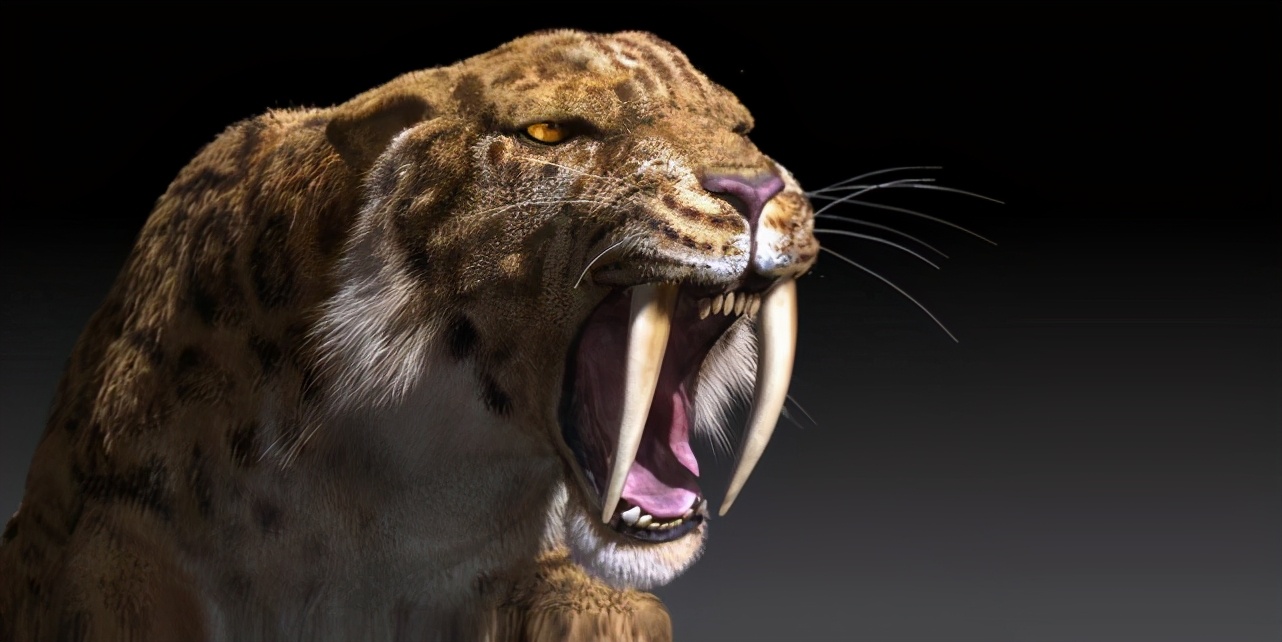 Why did the powerful saber-toothed tiger become extinct, while the ...