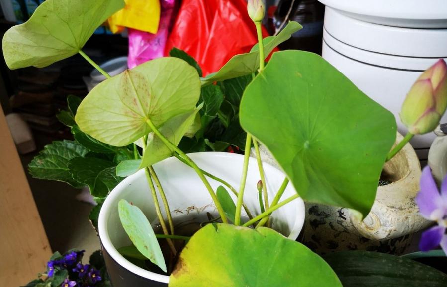 If you grow a bowl of lotus in summer, what causes the plant not to
