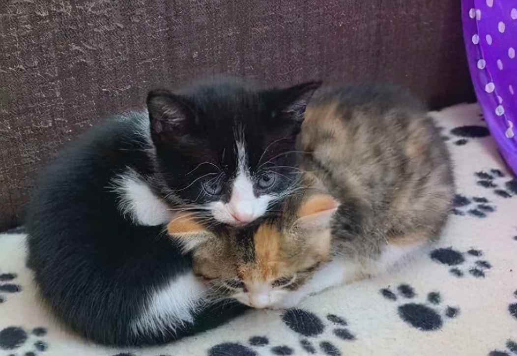 Which is better to have two cats or one cat?Many people don't know, let