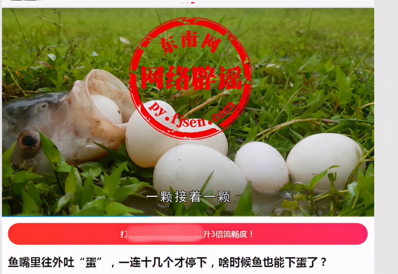 Fish that spit out "eggs" continuously in their mouths, fish that lay