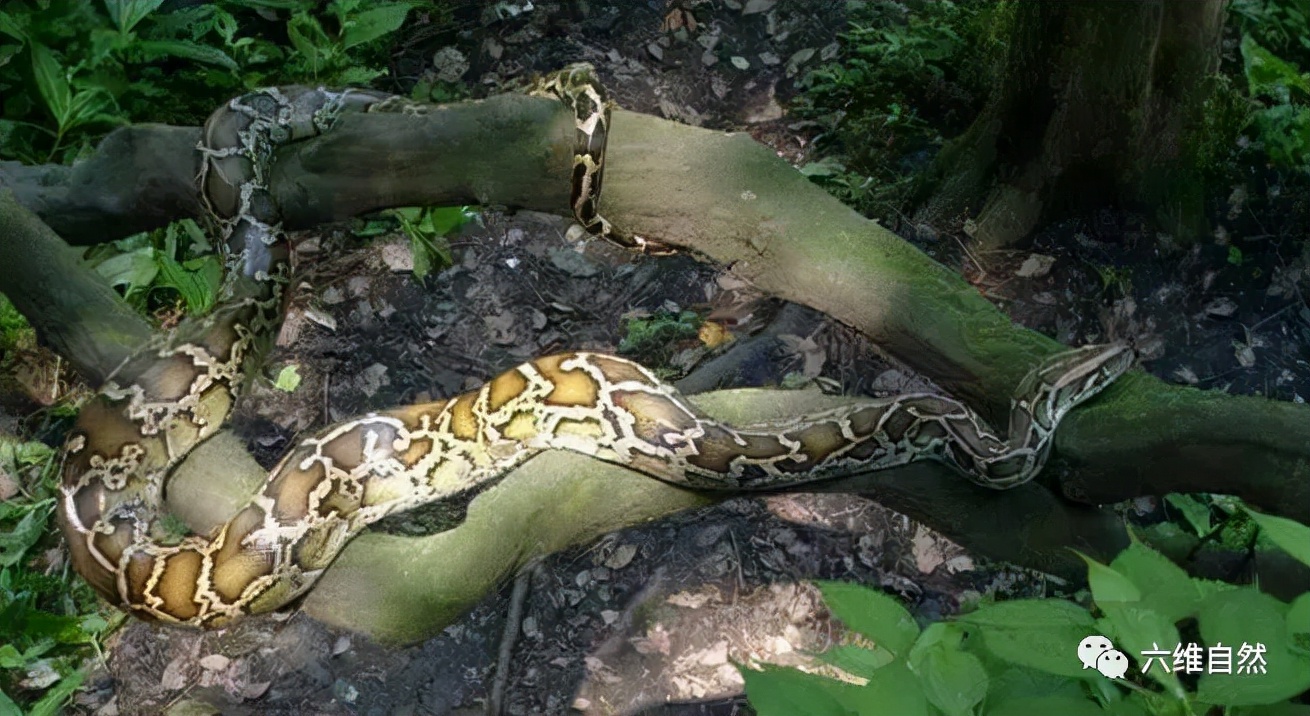 A Thai python, about five meters long, swallowed a cow, but the snake's ...
