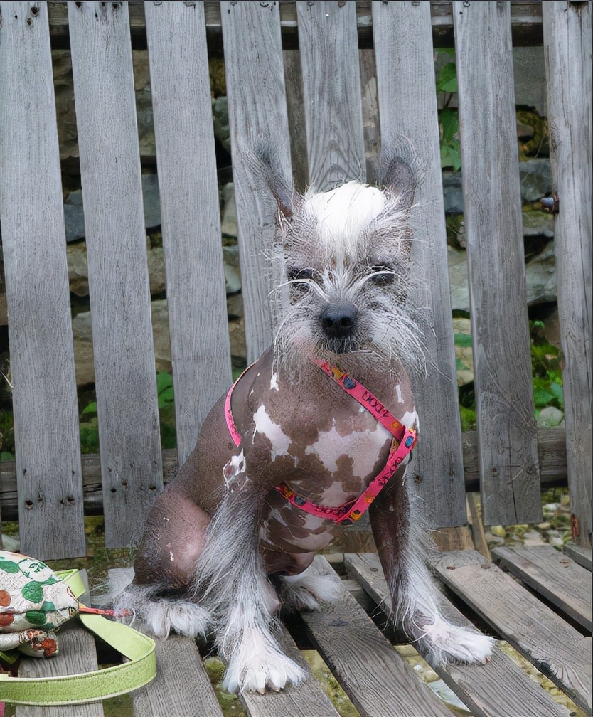 The three largest hairless dogs in the world, the Chinese Royal Naked Dog is truly a godlike