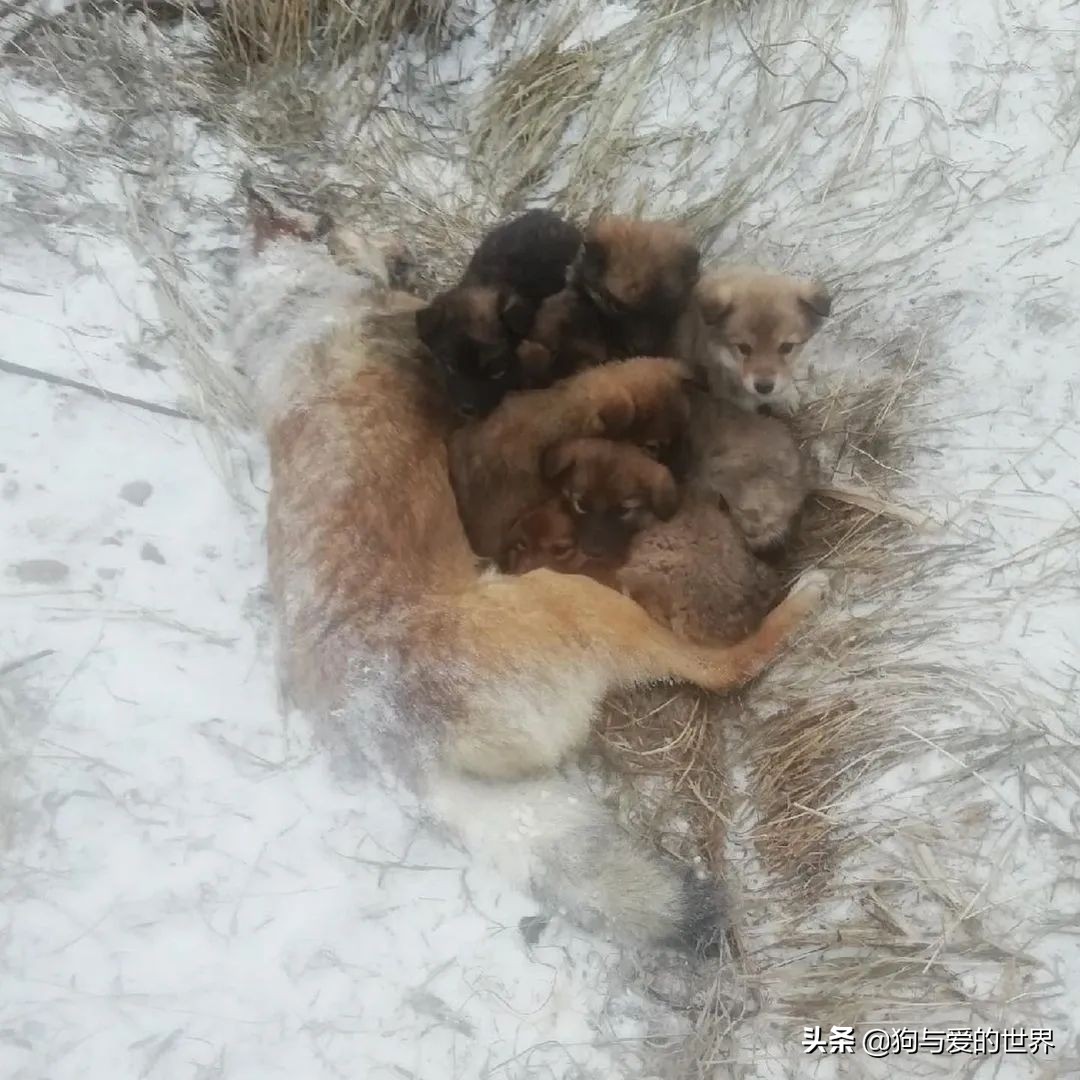 The stray dog hugged 7 babies before being frozen to death. Volunteer: It took two days to separate them