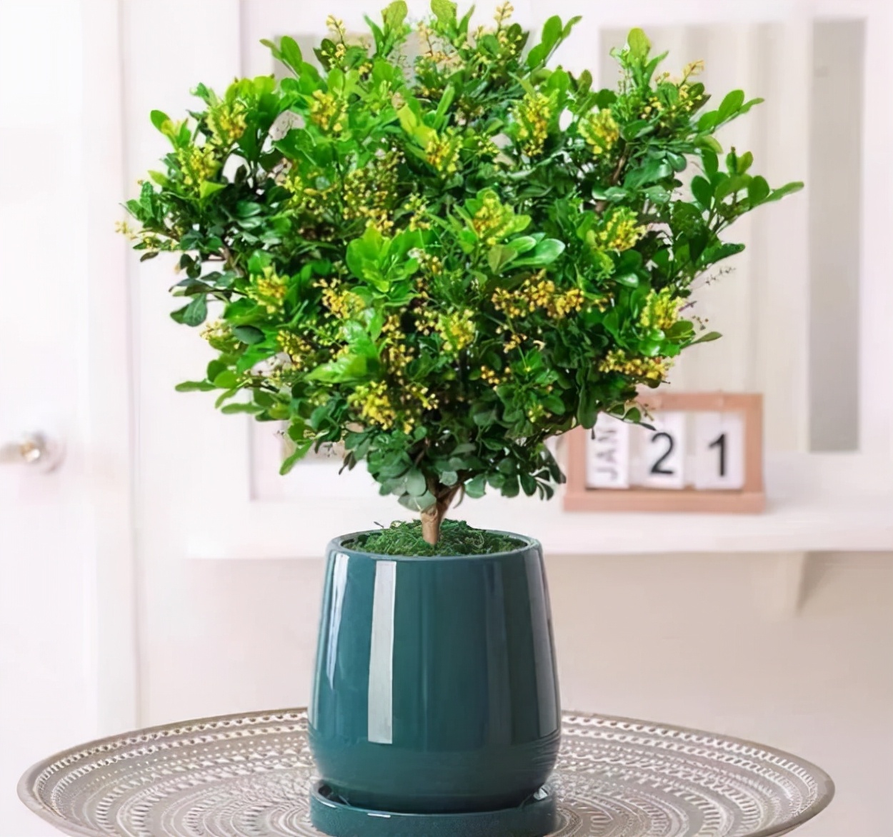 5 kinds of perfume flowers, beautiful and easy to raise, do you have